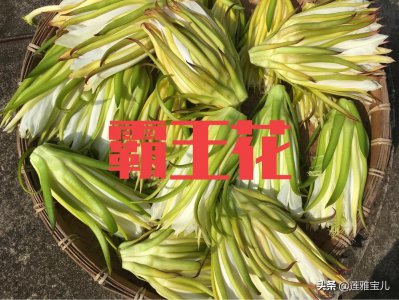 ​火龙果花能吃吗？能吃，而且效果棒棒的