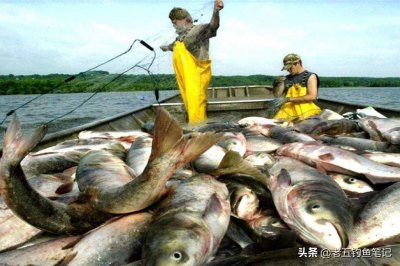 ​美国鲤鱼到底有多少？是繁殖力超强还是钓鱼人太少