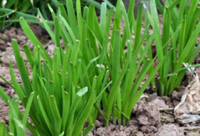 ​韭菜的种植时间以及种植方法