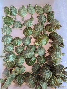 ​龟价到底是谁决定的？