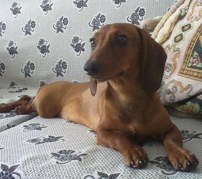 长得最像人头马的狗：德国腊肠犬，萌翻一众人