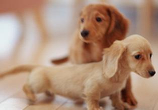 长得最像人头马的狗：德国腊肠犬，萌翻一众人