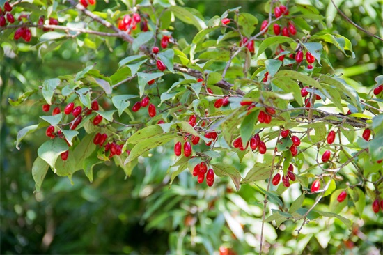 秦岭深山野果｜重阳节，遍插茱萸少一人，但茱萸长啥样？