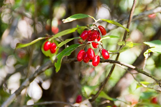 秦岭深山野果｜重阳节，遍插茱萸少一人，但茱萸长啥样？