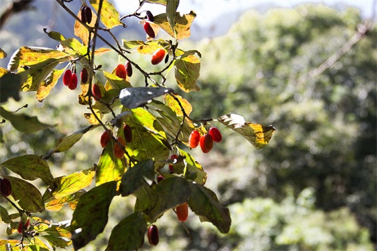 秦岭深山野果｜重阳节，遍插茱萸少一人，但茱萸长啥样？
