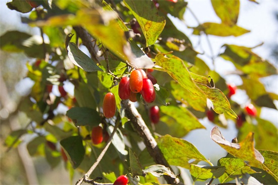 秦岭深山野果｜重阳节，遍插茱萸少一人，但茱萸长啥样？