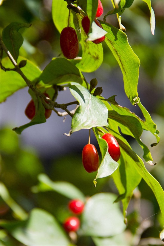 秦岭深山野果｜重阳节，遍插茱萸少一人，但茱萸长啥样？
