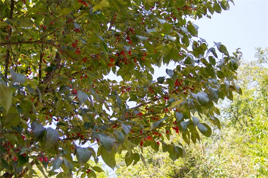 秦岭深山野果｜重阳节，遍插茱萸少一人，但茱萸长啥样？