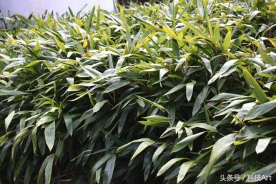 ​用来包粽子的叶子，你知道几种？