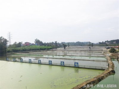 ​新手养泥鳅，一亩地要投入多少成本？