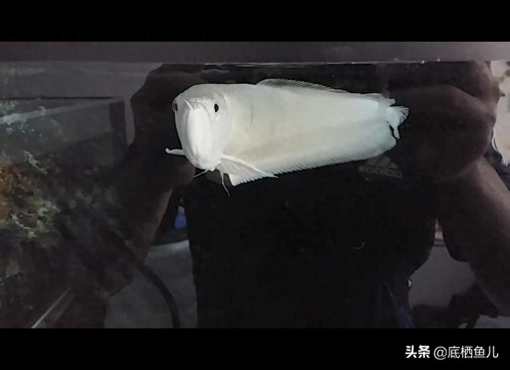 雪龙鱼有多白，凑近仔细看看：观赏鱼梦幻品种