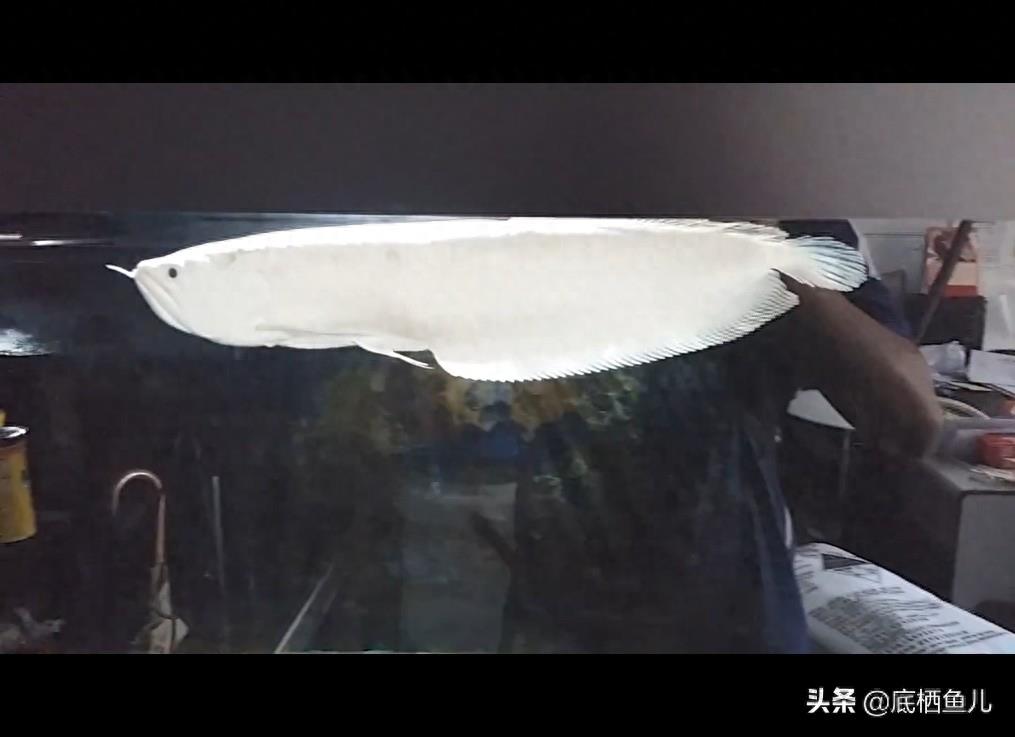 雪龙鱼有多白，凑近仔细看看：观赏鱼梦幻品种