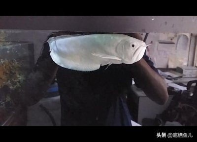 ​雪龙鱼有多白，凑近仔细看看：观赏鱼梦幻品种
