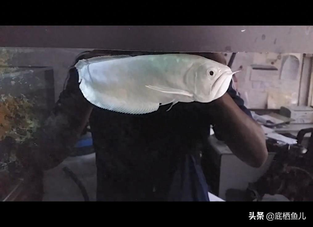 雪龙鱼有多白，凑近仔细看看：观赏鱼梦幻品种