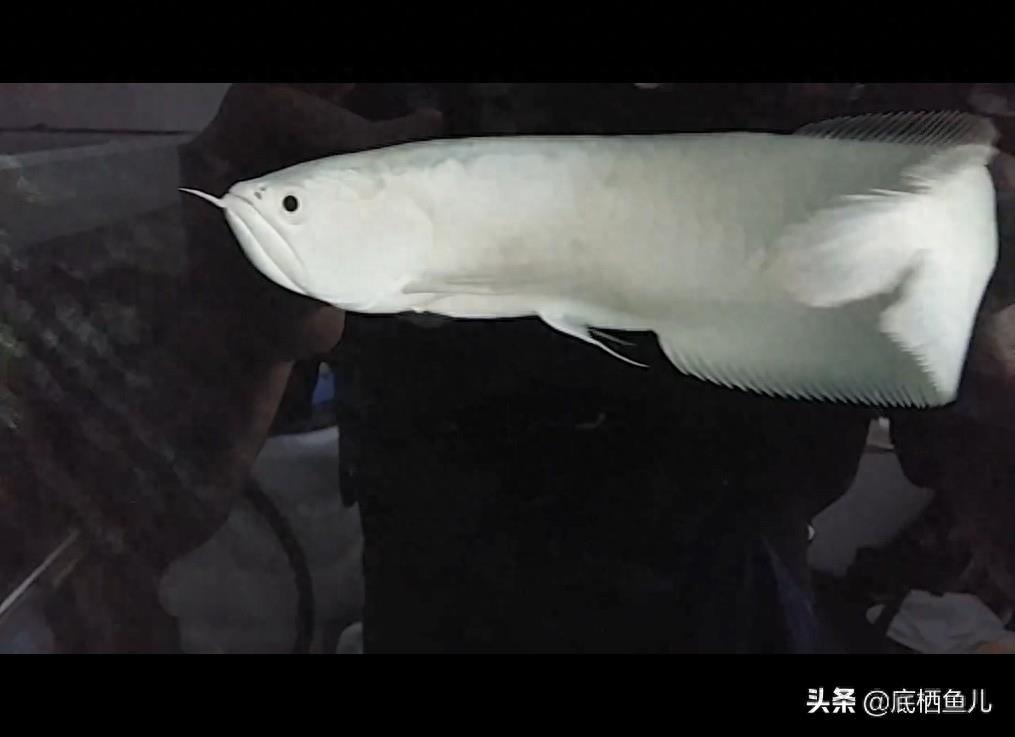 雪龙鱼有多白，凑近仔细看看：观赏鱼梦幻品种