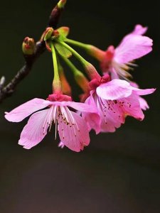 ​广州樱-花粉红色5瓣，花开展伞形花序，3-5朵，花期2-3月