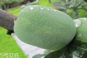 酸木瓜怎么吃 酸木瓜可以直接吃吗