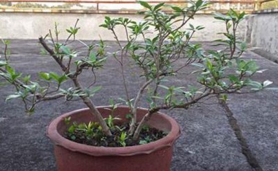 ​栀子花怎么修剪，栀子花修剪方法