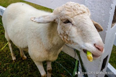 ​“羊红膻”的功效及应用