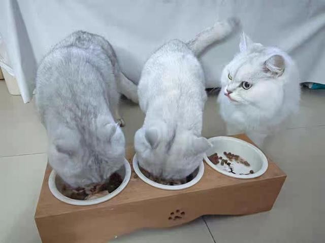 国内十大最好猫粮排名（十大品牌猫粮有什么）(3)