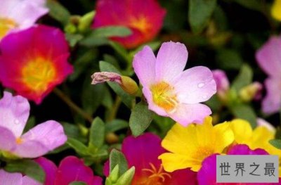 ​十大养不死的植物 太阳花俗称养不死颜值超高很好养活