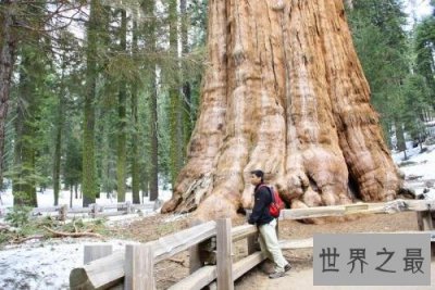 ​世界上最大的树，同样是世界上最大的生物之一！