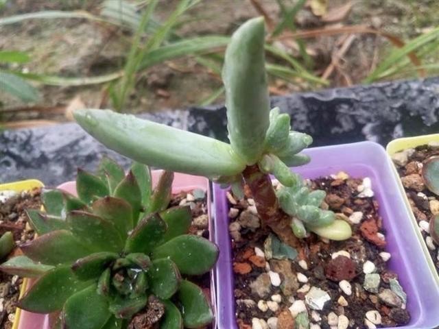 不吹不黑，这是我养的最奇葩的1盆多肉