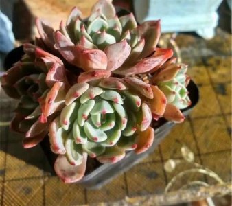 ​不吹不黑，这是我养的最奇葩的1盆多肉