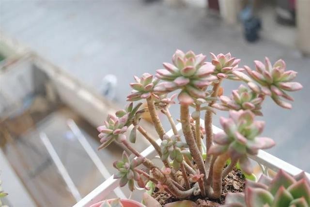 不吹不黑，这是我养的最奇葩的1盆多肉