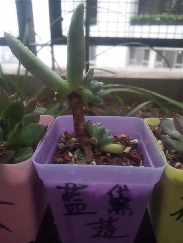 不吹不黑，这是我养的最奇葩的1盆多肉