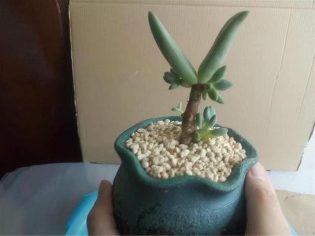 不吹不黑，这是我养的最奇葩的1盆多肉