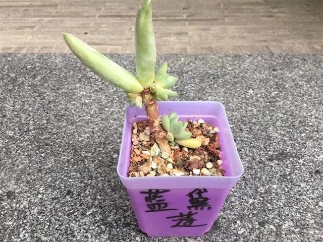 不吹不黑，这是我养的最奇葩的1盆多肉