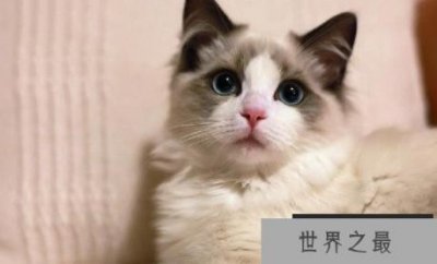 ​养猫的诡异禁忌，猫的意识有多恐怖