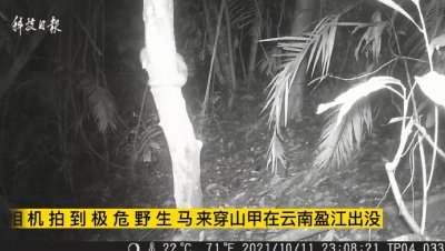 ​罕见马来穿山甲野外活动影像