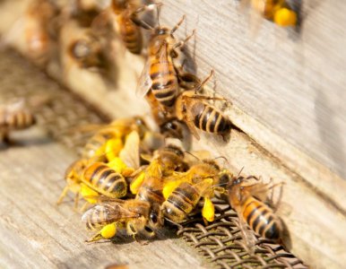​从蜜蜂饲料救蜂群 科学家研发富含营养的花粉替代品