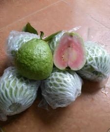 番石榴外皮可以吃吗?