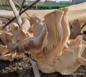 ​投资5000元，3分地净赚16500元！这个被称为“巨无霸”的蔬菜，到底啥来头？