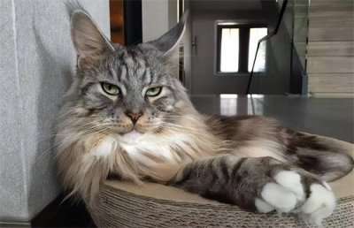 ​缅因猫为什么不能养呢（为什么不建议你养“缅因猫”？这几点，很多人受不了）