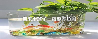 ​自来水放了一夜能养鱼吗