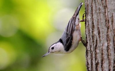 ​白胸鳾：世界上唯一能头向下爬树的鸟（北美洲小型燕雀）