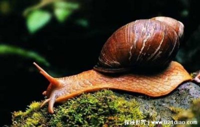 ​僵尸蜗牛真的是僵尸吗，僵尸蜗牛可怕在哪里(可以生命轮回)