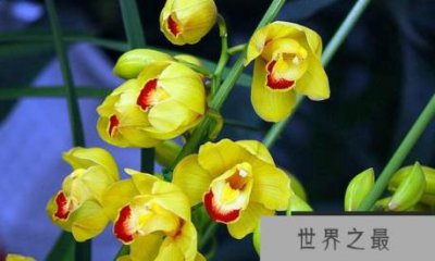 ​最珍贵的兰花品种排名前10位