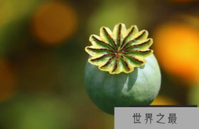 ​古代十大止痛方法中的第一种是罂粟