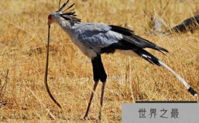 ​眼镜王蛇最怕的三种天敌