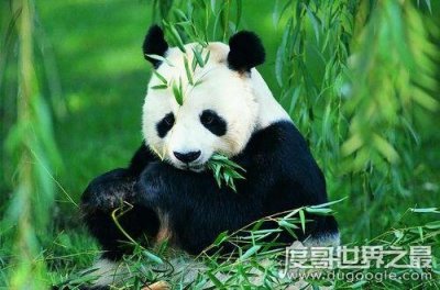 ​大熊猫吃肉吗，荤素照样通通都吃(主食仍然是竹子)