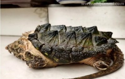 ​嘴巴像老鹰一样的水龟 真鳄龟体型较大(长70厘米)