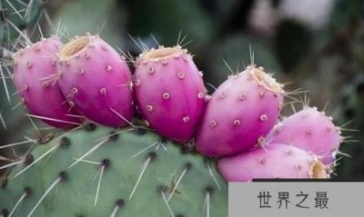 ​仙人掌会结果吗？仙人掌多久结果？