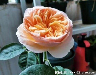 ​朱丽叶玫瑰多少钱一支，300万英镑(别称300万玫瑰世界最贵)