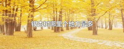 ​银杏树哪里个地方最多