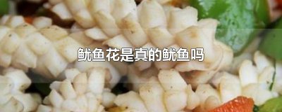 ​鱿鱼花是真的鱿鱼吗